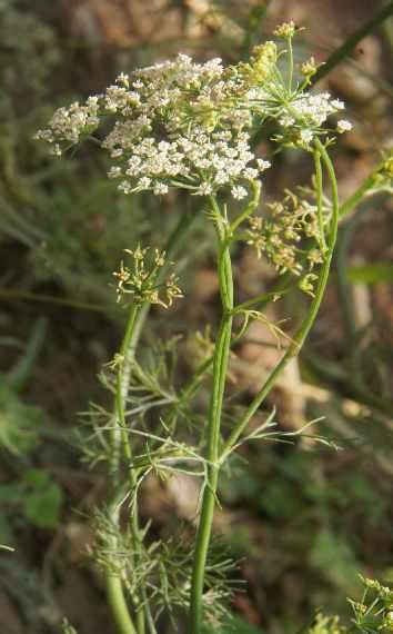 Spice Pages Ajwain Seeds Carum Copticumtrachyspermum Copticum