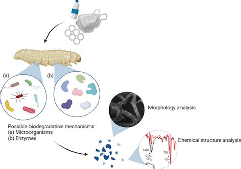 Schematic Representation Of Possible Plastic Biodegradation Mechanisms