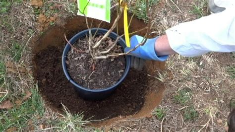 Planting Blueberry Bushes Can Be Complicated How To Plant Blueberries