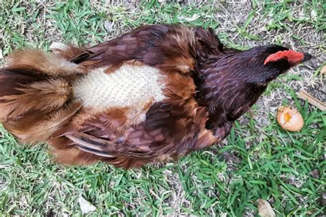 Why Chickens Eat Feathers And How To Prevent It