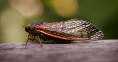 How To Avoid Cicadas Suzi Aveline