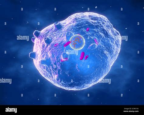 Chlamydia Trachomatis Bacterium Computer Illustration Chlamydia