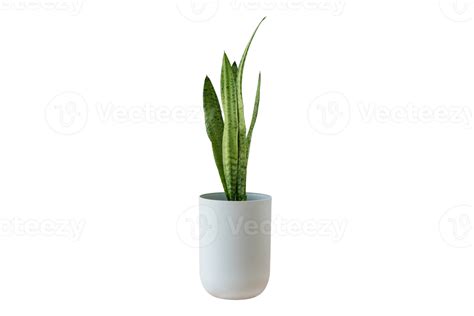 White Vase With Green Plant Isolated On A Transparent Background