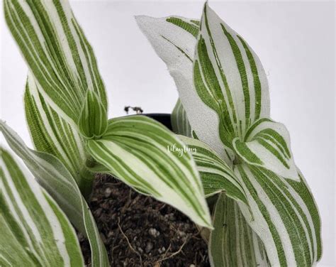 Tradescantia Albiflora Albovittata Etsy