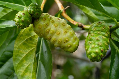 Mengenal Buah Mengkudu Yang Dapat Mengobati Tumor Dan Kanker