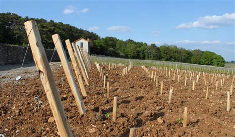 Piquets De Vignes Et Marcottes Les Piquets De La Ferme