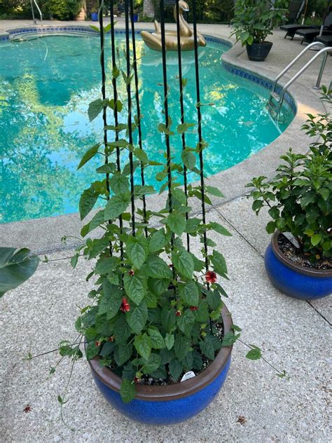 Black Eyed Susan Vine Trellis ideeën verzorgingstips Thunbergia