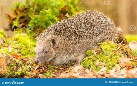 Hedgehog in Natural Woodland Habitat Stock Photo - Image of help ...