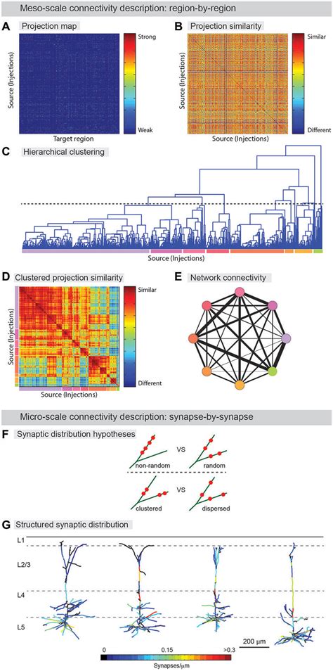 Frontiers From A Meso To Micro Scale Connectome Array Tomography