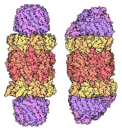 Pdb 101 Molecule Of The Month Proteasome