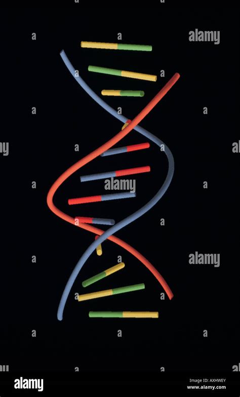 Simple Model Of Doublestranded Dna Dna Helix Stock Photo Alamy