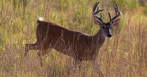 The 5 Best Hunting Rifles for Beginners - eatingthewild.com