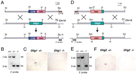 Common Developmental Requirement For Olig Function Indicates A Motor