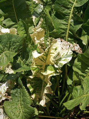 Horseradish, Armoracia rusticana – Wisconsin Horticulture