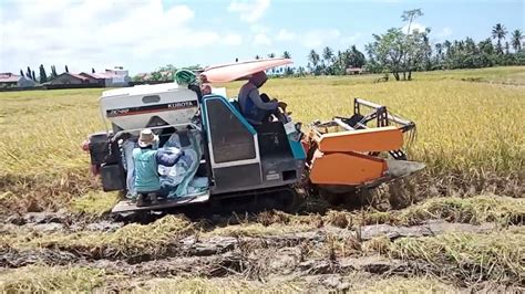 The Modern Rice Harvesting Youtube