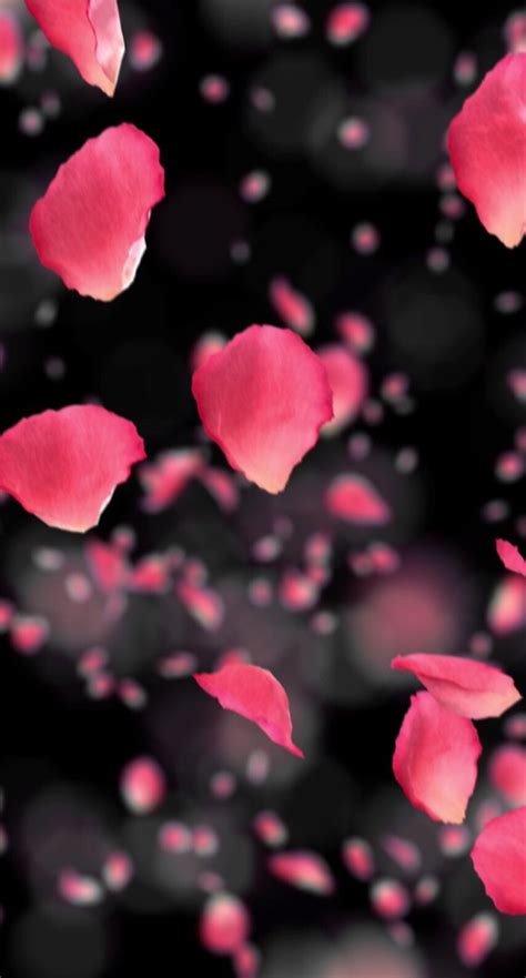 Pink Petals Wallpaper