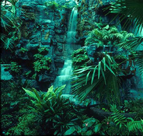 The Rainforest: A World Biome - Home