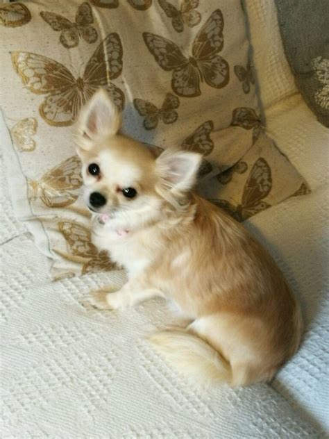 37 Long Haired Female Chihuahua For Sale Image Bleumoonproductions