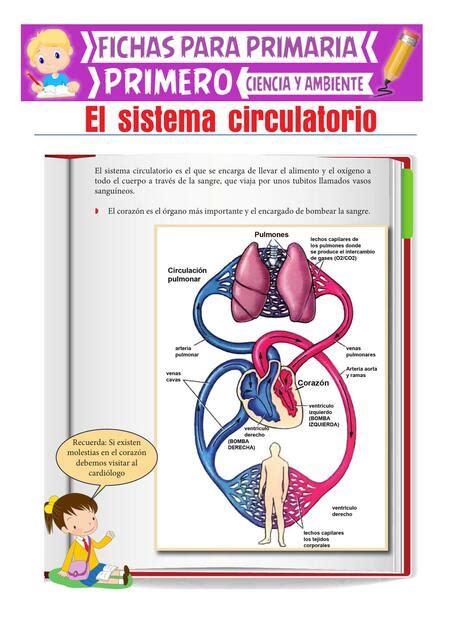 El Sistema Circulatorio Ensaludyconocimiento Udocz