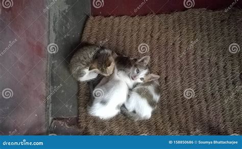 Three Kittens Sleeping Over Each Other Stock Photo - Image of sleeping ...