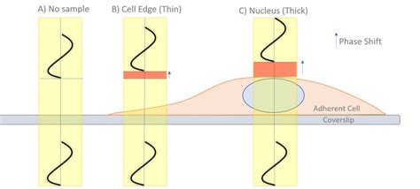 Phase-Contrast Microscopy