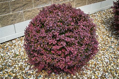 Crimson Pygmy Barberry The Tree Center™