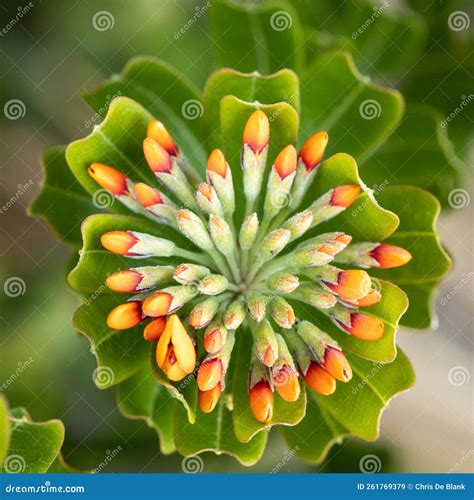 Highly Toxic Heart Leaf Poison Plant Coming into Flower - Walpole Stock