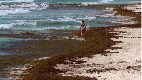 El sargazo en el Caribe mexicano es muy diferente a otros años