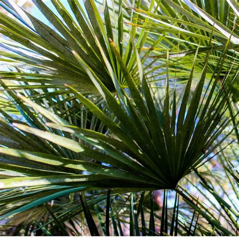 Trachycarpus Fortunei L Cm Double Trunk Windlestone