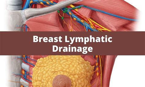 Breast Lymph Nodes And Lymphatic Drainage Clinical Role 58 Off