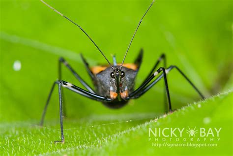 Assassin Bug Sycanus Sp Dsc1359 Nicky Bay Flickr