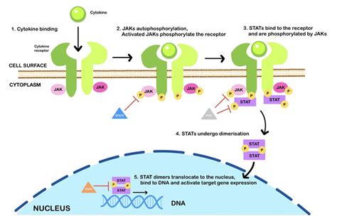 The Jak Stat Signalling Pathway Janus Kinases Jaks Are Activated