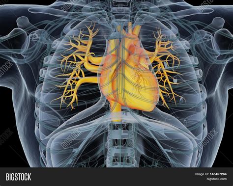 Anatomy Rib Cage With Heart Hearts Are Wild Things Thats Why Our Ribs