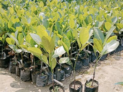 Genuine Full Sun Exposure Thai Pink Jackfruit Plant For Garden At Rs