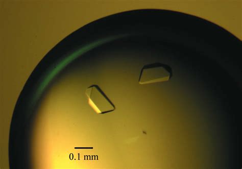 Iucr Crystallization And Preliminary X Ray Analysis Of Di