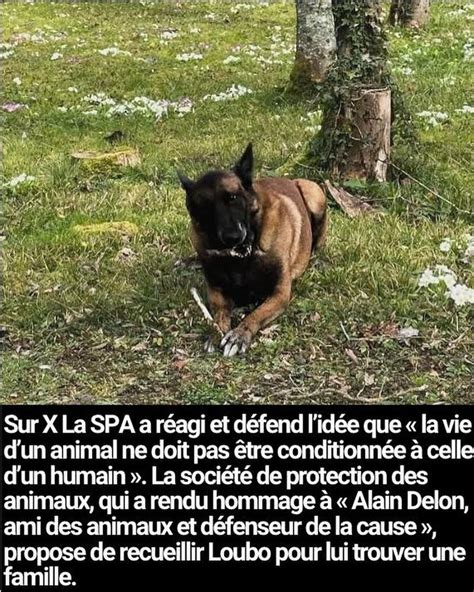 Loubo Le Chien Dalain Delon Ne Va Finalement Pas Tre Euthanasi