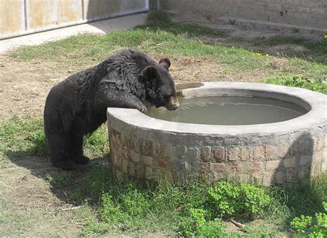 Star Enjoys A Drink Of Water At The Kund Park Sanctuary Flickr