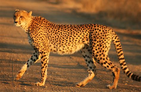 File:Cheetah Kruger.jpg - Wikipedia