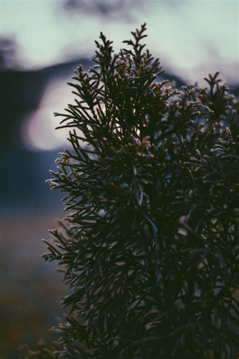 Kostenlose Hintergrundbilder Baum Vegetation Blatt Branch Botanik