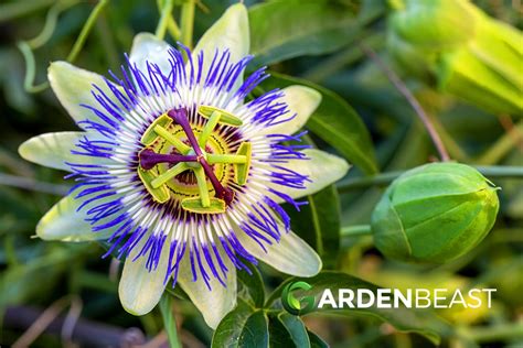 Passion Flowers Guide How To Grow And Care For Passiflora