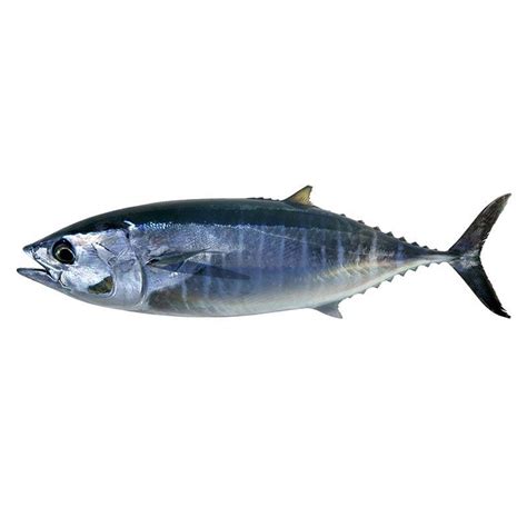 Thon Poissons Bleus Produits De La Mer Grossiste Produits Frais