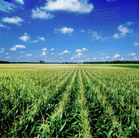 Agriculture Field Of Mid Growth Grain Corn Plants At The Tasseling