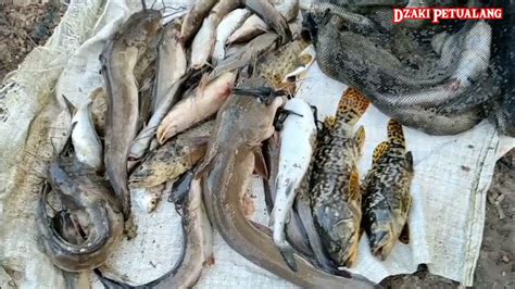 Mancing Di Muara Sungai Kita Panen Ikan Semelang Atau Lele Laut Dan