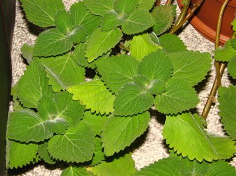 Plectranthus varieties 2008