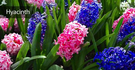 How To Grow And Care For Hyacinth Bulbs