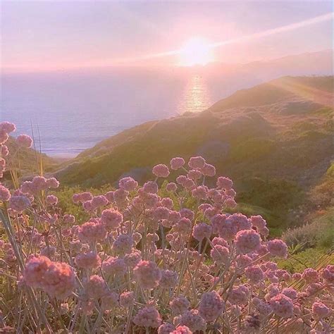 朋友圈背景图 治愈 夕阳 花 堆糖美图壁纸兴趣社区