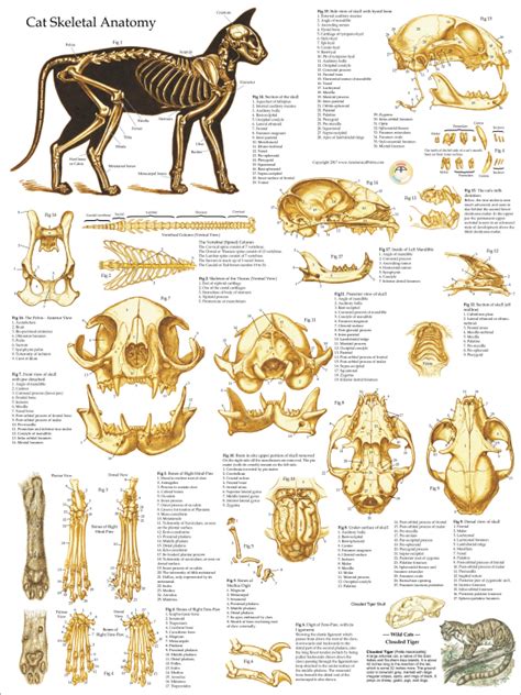 Skeletal Skull Anatomy Of The Domestic Cat Poster