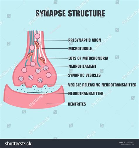 Vector scientific icon structure synapse. Description of the anatomy of ...