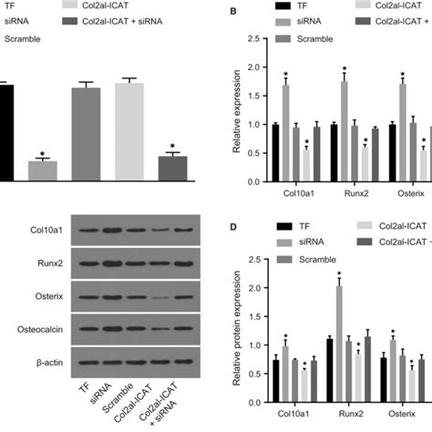 Silencing Meg3 Increases Expression Of Col10a1 Runx2 Osterix And