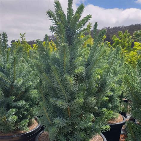 Colorado Blue Spruce Christmas Tree